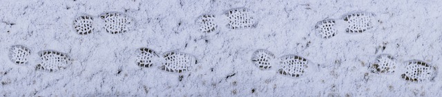 Imagen real de huellas humanas en la nieve